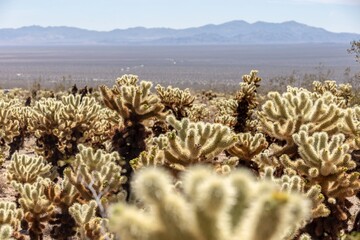 Small pricly cactus in Joshua Tree National Park, California, United States of America.