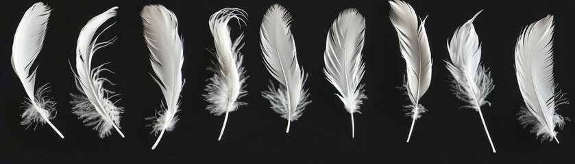 Obraz premium A series of white feathers, each with a different shape and texture. The feathers are arranged in a row, with some overlapping and others standing alone