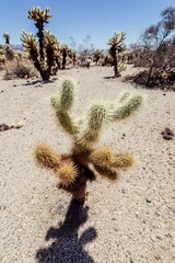 Small pricly cactus in Joshua Tree National Park, California, United States of America.