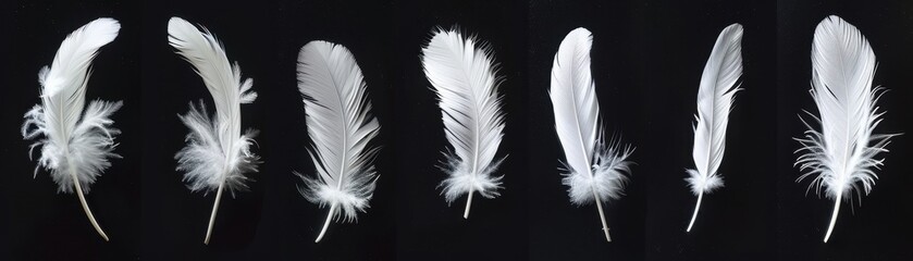 Obraz premium A series of white feathers, each with a different shape and texture. The feathers are arranged in a row, with some overlapping and others standing alone
