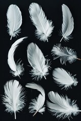 Obraz premium A series of white feathers, each with a different shape and texture. The feathers are arranged in a row, with some overlapping and others standing alone
