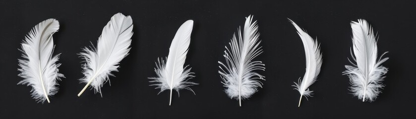 A series of white feathers, each with a different shape and texture. The feathers are arranged in a row, with some overlapping and others standing alone
