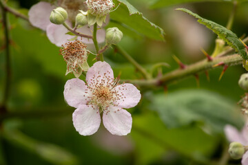 Briar bush blossom