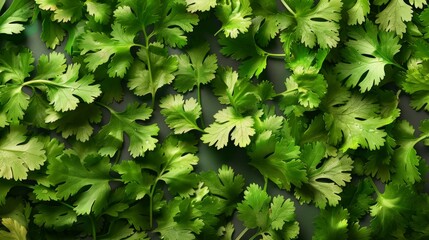 Fresh green cilantro leaves spread out as a vibrant background, showcasing the beauty and lushness of this popular herb in culinary dishes.