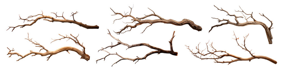 Obraz premium Realistic dry tree branches png set