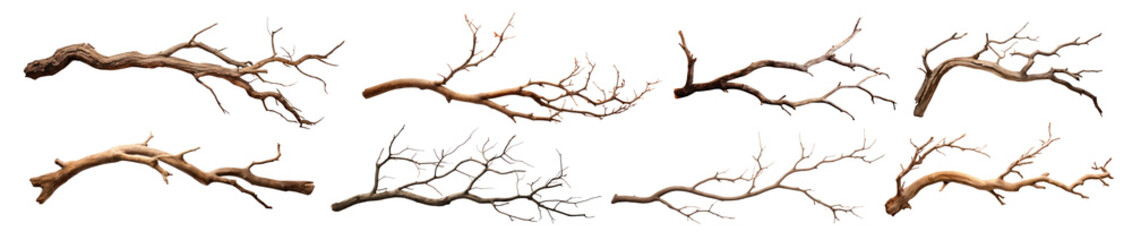 Fototapeta premium Natural dry tree branch collection png set