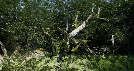 Mossy fallen tree in a lush forest. Fresh green in daytime. 3D rendering.