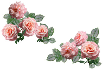 Pink rose flower isolated