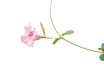 Pink flower branch isolated