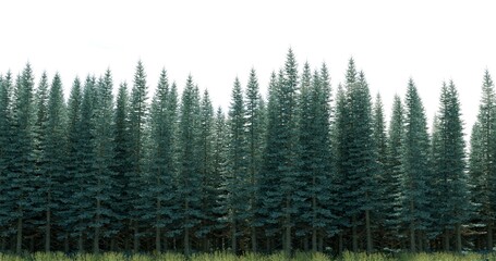 Green conifer trees forest in white sky. 3D rendering.