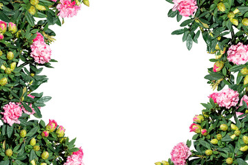 Fototapeta premium Pink flowers frame isolated