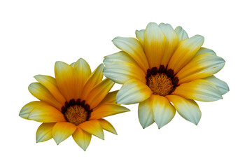 Yellow flowers head isolated