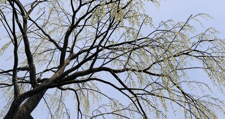 Green weeping willow tree with blue sky. Fresh green in spring. 3D rendering.