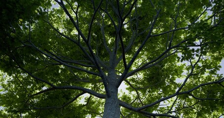 Looking up oak tree. Fresh green in spring backlit. 3D rendering.