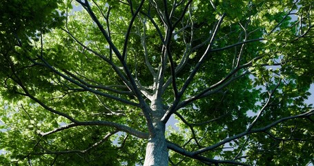 Looking up oak tree. Fresh green in spring daytime sky. 3D rendering.