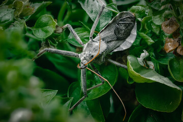 close up macro photo of a North American wheel bug (Arilus cristatus) hiding between the leafs of a basil plant with some flowers visible