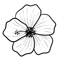 Fototapeta premium flower line art doodle