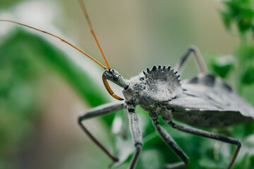 close up macro photo of a North American wheel bug (Arilus cristatus) hiding between the leafs of a...