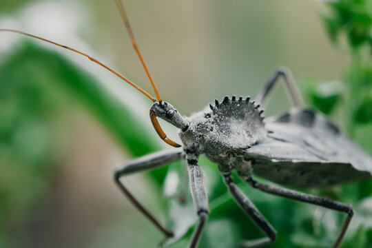 close up macro photo of a North American wheel bug (Arilus cristatus) hiding between the leafs of a basil plant with some flowers visible
