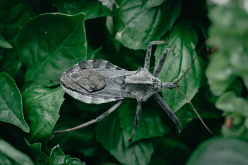 close up macro photo of a North American wheel bug (Arilus cristatus) hiding between the leafs of a...