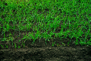 close up of a field with recently germinated winter wheat, the fertile black soil visible