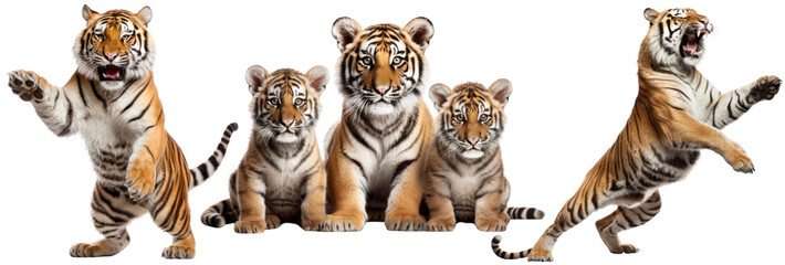 Tigers animal wildlife full body set