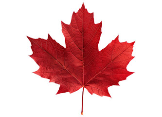 Red maple leaf as an autumn symbol as a seasonal themed concept as an icon of the fall weather isolated on transparent background