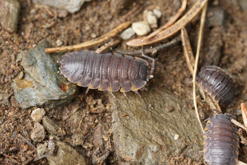 Closeup on a grey colored Ratzeburg's Woodlouse, Trachelipus ratzeburgii, sitting on the forest...