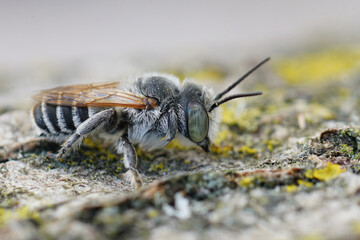 Closeup on a green eyed, small white banded male leafcutter bee,