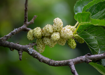 White mulberry fruit on branches, vibrant nature close-up photography