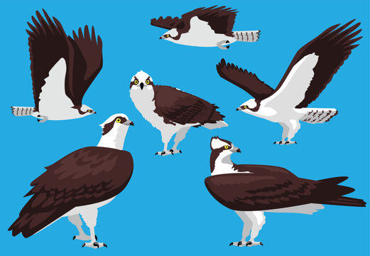Osprey Bird of Prey Fish Eagle Poses Vector Illustration