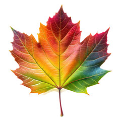Obraz premium View of beautifully multicolored leaf on white background