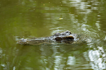 Crocodile in the river and the body of the crocodile is partially submerged. The crocodile poked its head into the river. Concepts about wildlife and environment	