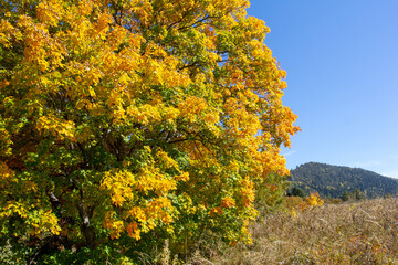 Fototapeta premium the beginning of autumn, walks in the highlands, panoramic views and glades with dried vegetation