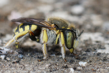 Closeup on a female Lots Woolcarder solitary bee, Anthidium loti sitting on wood