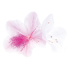 Fototapeta premium Rhododendron is one of the three famous wild flowers in China, one of the four major alpine flowers in the world, and is an important forest vegetation component.