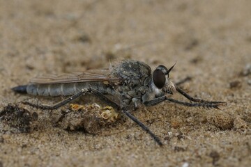Closeup on a dune robberfly, Philonicus albiceps, in the sand at the Belgian coast sitting on wood