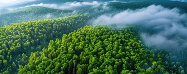 Aerial view of a lush green forest covered with mist and clouds, creating a serene and tranquil natural landscape.