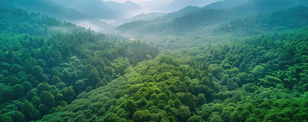 Aerial view of a lush green forest with rolling hills and misty mountains in the background, showcasing natural beauty and serene landscape. - Powered by Adobe