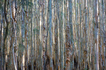 Obraz premium Dense growing paperbark eucalyptus tree forest closeup.