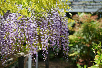 藤の花の輝き