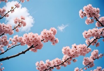 sakura cherry blossom