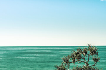 Obraz premium Pandanus tree in sea and sky outlook