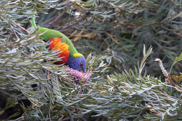Rainbow lorikeet feeding on bottlebrush nectar © Brian Scantlebury