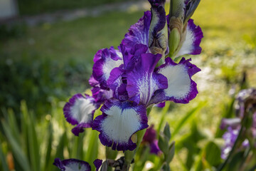 purple iris flower