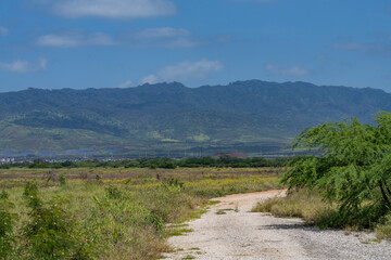 Neltuma pallida / Prosopis pallida is a species of mesquite tree.kiawe. huarango,American carob,...