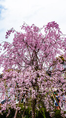 JAPAN, KYOTO – April 2024: sakura, cherry blossom at Fushimiinari Taisha Shrine Temple in Kyoto, Japan