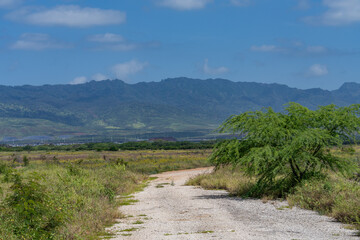Neltuma pallida / Prosopis pallida is a species of mesquite tree.kiawe. huarango,American carob, Iroquois Rd, Ewa, Oahu Hawaii.  Leeward Coast  / Waianae Volcanics 