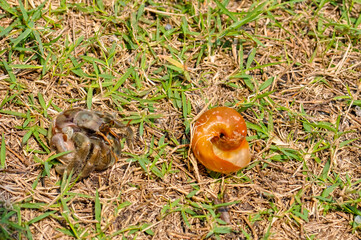 The hermit crab has come out of its shell