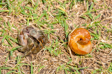 The hermit crab has come out of its shell